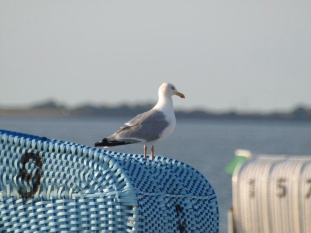 Schönhagen Strandlaeufer מראה חיצוני תמונה